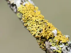 Tremella xanthomendozae thumbnail 3