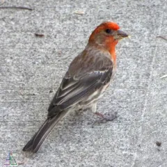 House Finch thumbnail 4