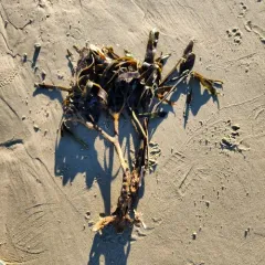 Flat Pompom Kelp thumbnail 2