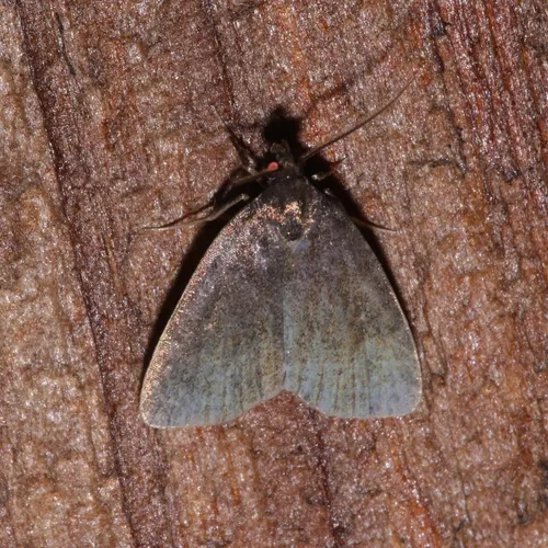 Rotund Idia Moth