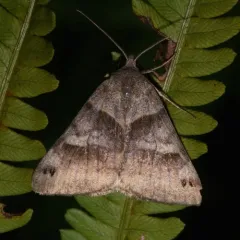 Clover Looper Moth thumbnail 1