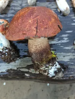 Manzanita bolete thumbnail 3