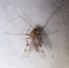 Psectrotanypus discolor thumbnail 4
