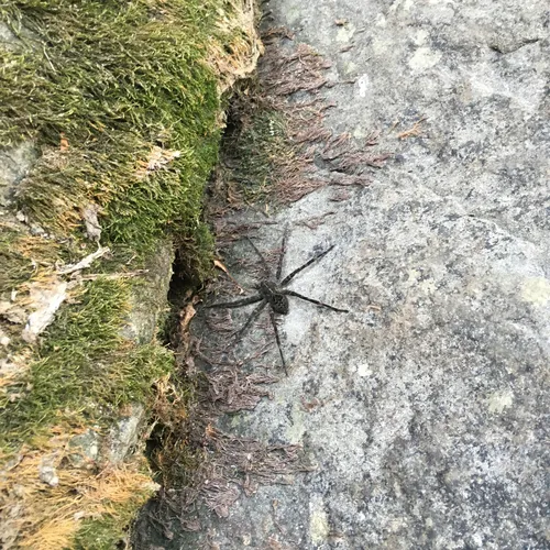 Striped Fishing Spider