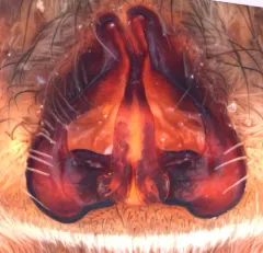 Groenland Wolf Spider thumbnail 4