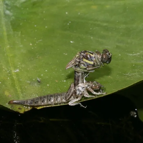 Arrow Clubtail