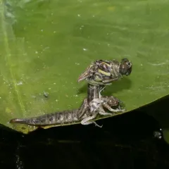 Arrow Clubtail thumbnail 1