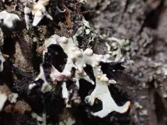 Tremella hypogymniae thumbnail 2