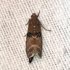 Poplar bud borer moth thumbnail 2