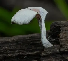 Resupinatus dealbatus thumbnail 2