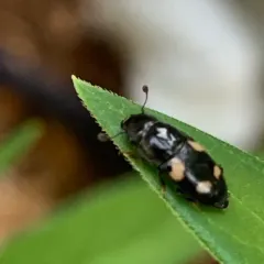 Four-spotted Sap Beetle thumbnail 2