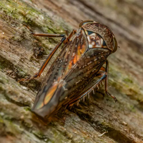 Early leafhopper