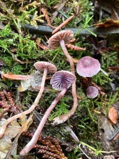 Cortinarius bibulus thumbnail 2