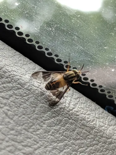Chrysops impunctus