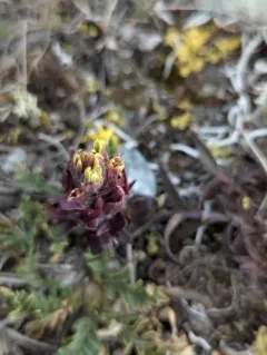 Northern Paintbrush thumbnail 4