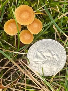 turf bell thumbnail 1