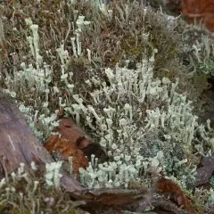 Finger Cup Lichen thumbnail 4