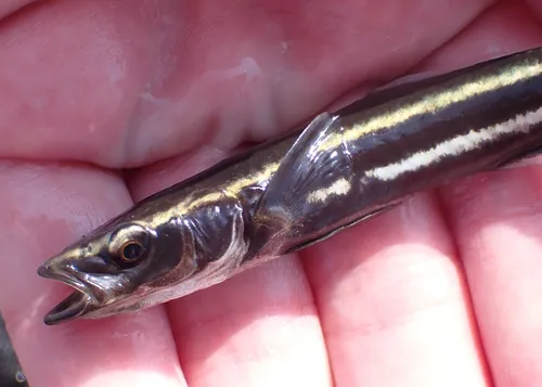 Cobia