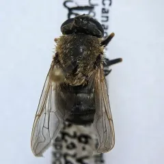 Dimorphic Sickleleg thumbnail 2