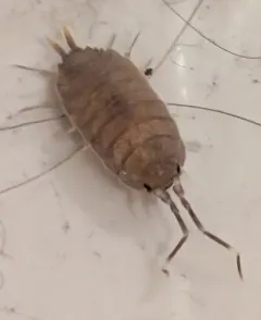 Powder Blue Isopod thumbnail 2