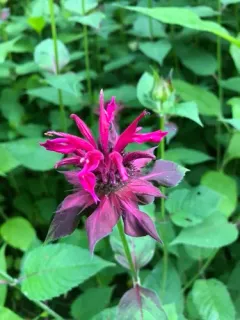 Purple Bergamot thumbnail 3