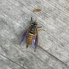 Broad-banded Hornet Fly thumbnail 1