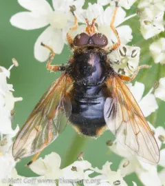 Red-cheeked Wood Fly thumbnail 3