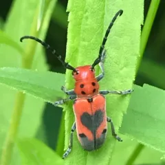 Blackened Milkweed Beetle thumbnail 2