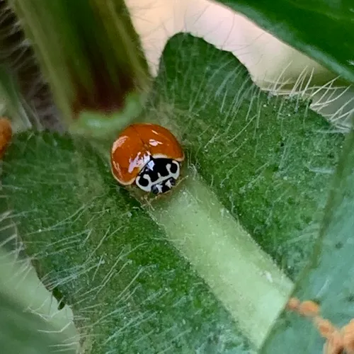 Polished Lady Beetle