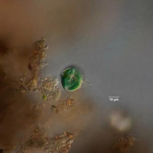 Nusuttodinium aeruginosum