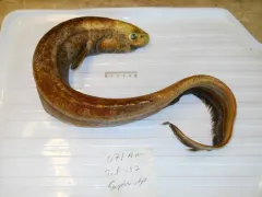 Snubnosed Spiny Eel thumbnail 4