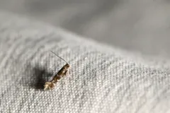 Parornix preciosella thumbnail 4