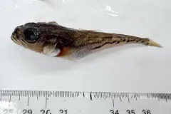 Bigeye Sculpin thumbnail 3