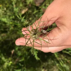 love-in-a-mist thumbnail 1