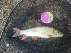River Redhorse thumbnail 2