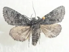 Lasionycta perplexella thumbnail 2
