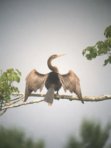 Anhinga