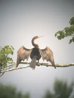 Anhinga thumbnail 1