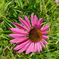 purple coneflower thumbnail 4