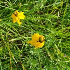 upright prairie coneflower thumbnail 2
