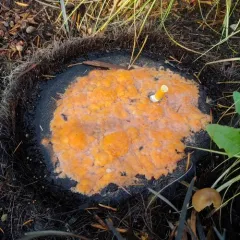 deer vomit thumbnail 4