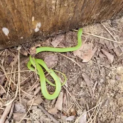 Smooth Greensnake thumbnail 3