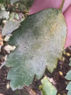 Podosphaera minor thumbnail 4