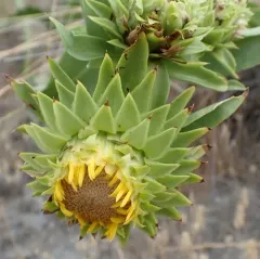 Pyrrocoma radiata thumbnail 4