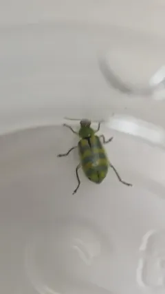 Banded Cucumber Beetle thumbnail 4