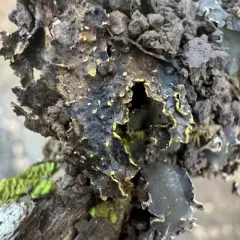 Pseudocyphellaria citrina thumbnail 4