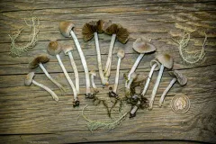 Coprinopsis canoceps thumbnail 3