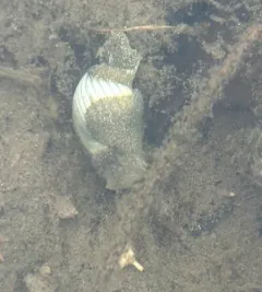 Green Bubble Snail thumbnail 2