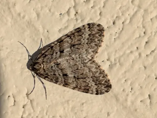 Operophtera danbyi