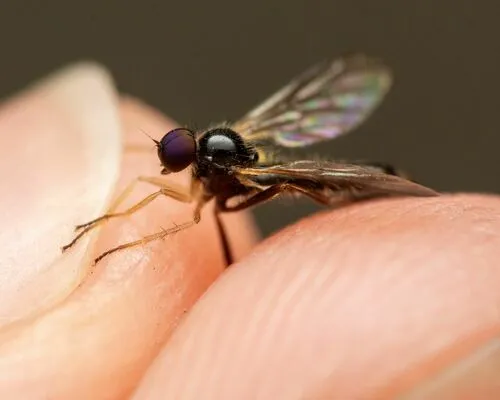 Leptopeza disparilis